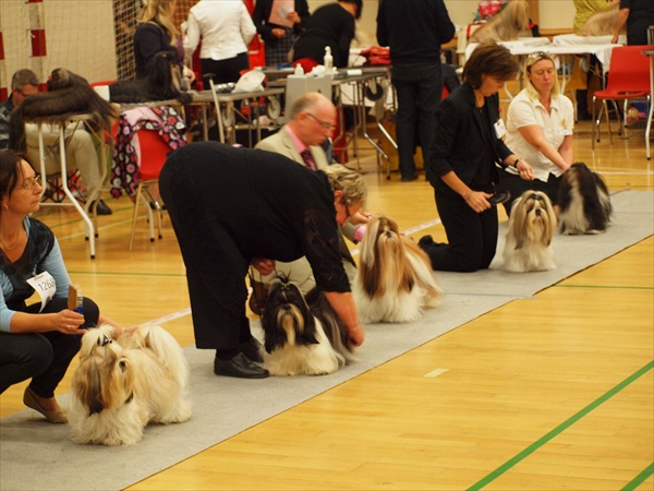 Shih Tzu Danmark